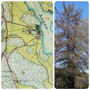 Häradsekonomisk karta Lindhov och lärkträden