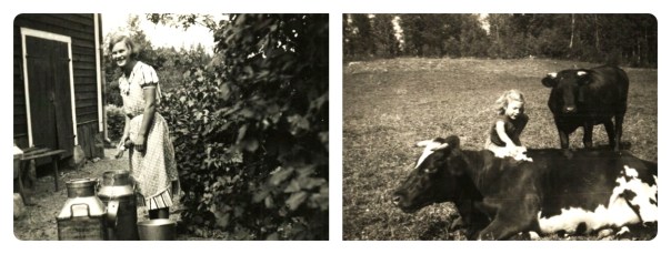 Maja diskar mjölkflaskorna och en 8-årig Karin klappar kvigan Monetta